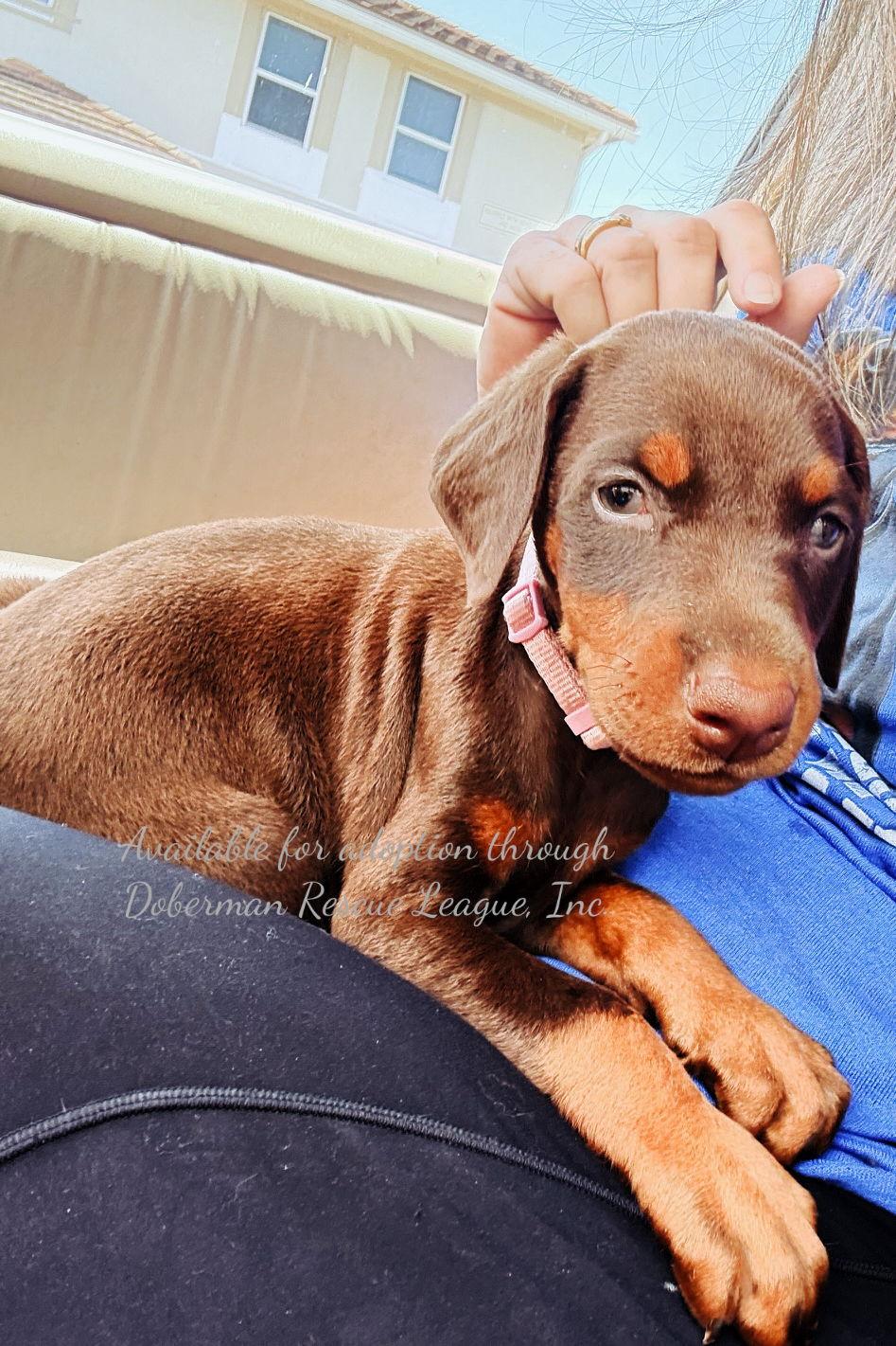 Joan Jett 3418, Adopted, Young Female Doberman Pinscher.