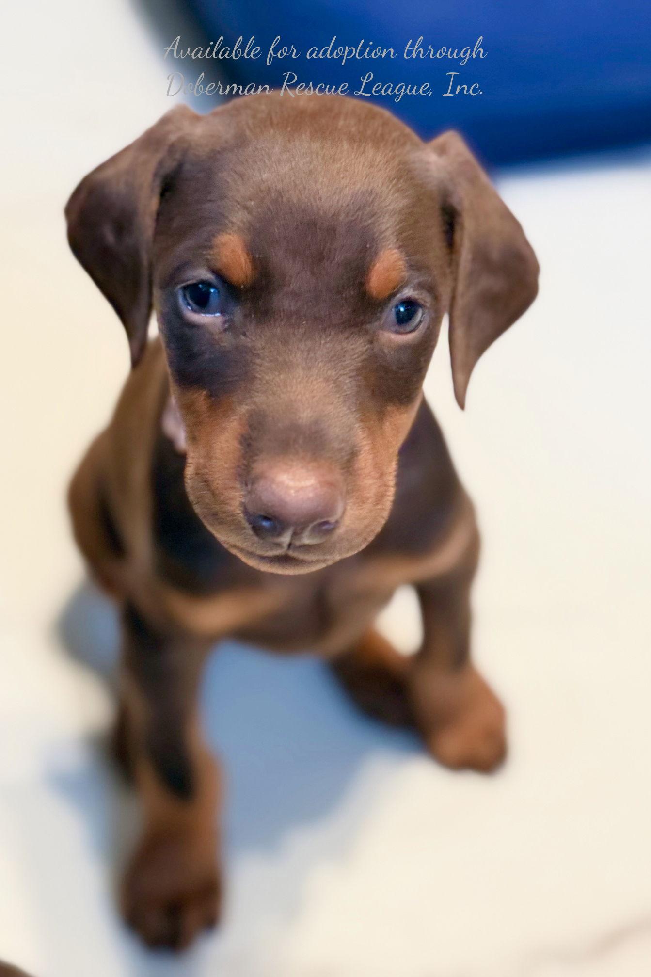 Joan Jett 3418, a Adopted Doberman Pinscher in Oakland Park, FL image 2/2