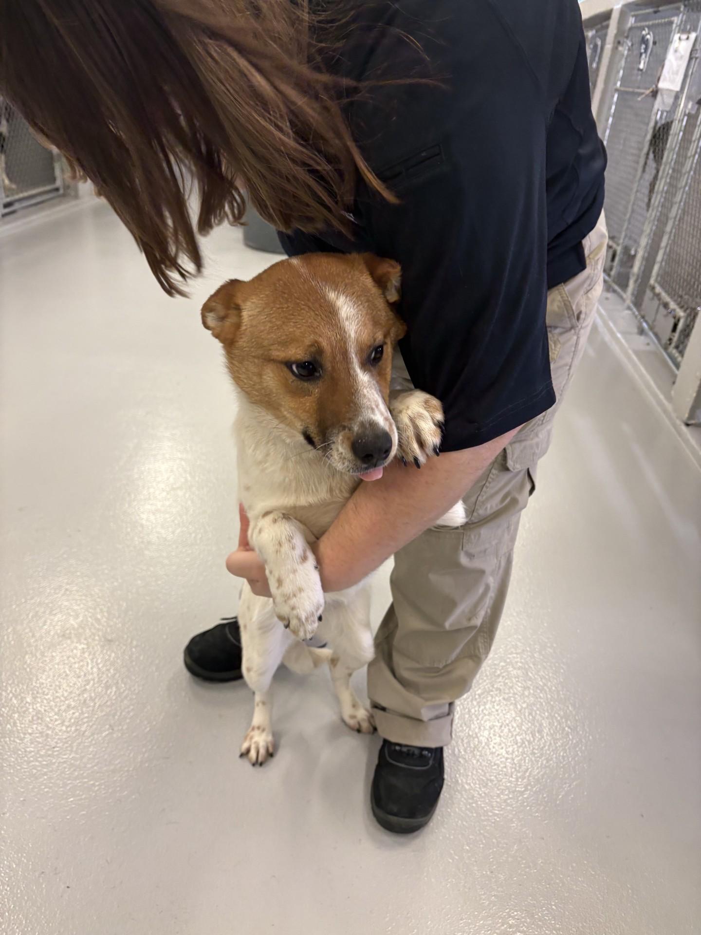 Enlarge Cherry Blossom, a ADOPTABLE Australian Cattle Dog / Blue Heeler in Ashland, VA image 1/3