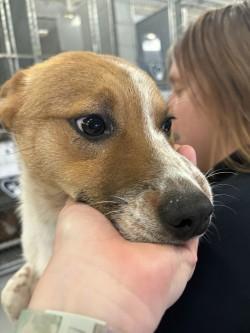 Enlarge Cherry Blossom, a ADOPTABLE Australian Cattle Dog / Blue Heeler in Ashland, VA image 2/3