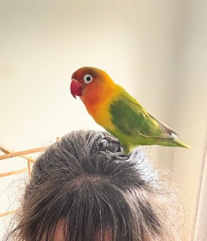 Enlarge Greta, a Adoptable Lovebird in Ballwin, MO image 1/6