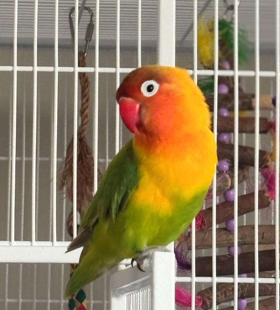 Enlarge Greta, a Adoptable Lovebird in Ballwin, MO image 3/6