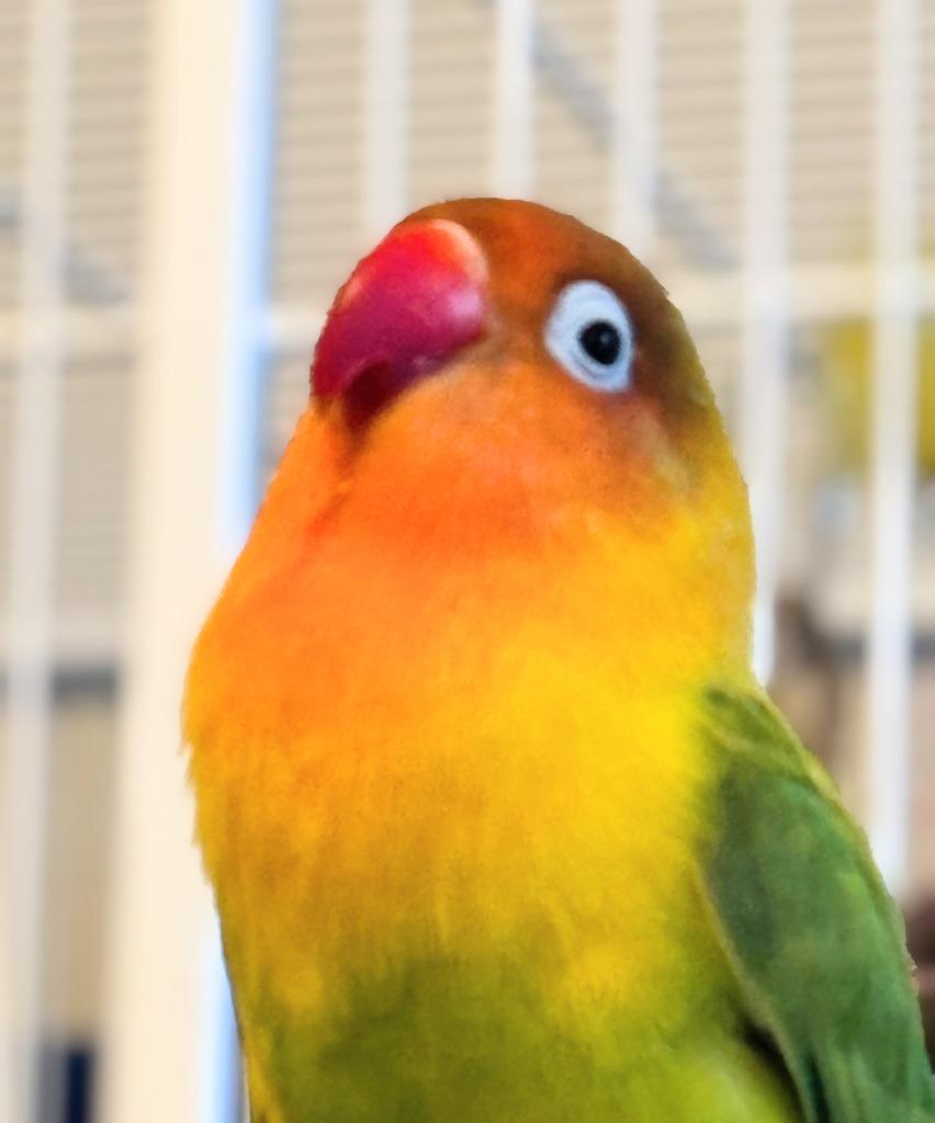 Enlarge Greta, a Adoptable Lovebird in Ballwin, MO image 4/6