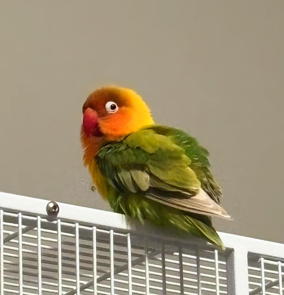 Enlarge Greta, a Adoptable Lovebird in Ballwin, MO image 5/6