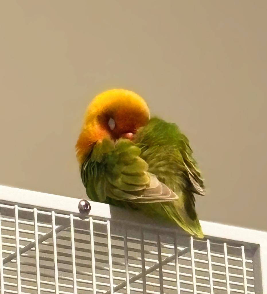 Enlarge Greta, a Adoptable Lovebird in Ballwin, MO image 6/6