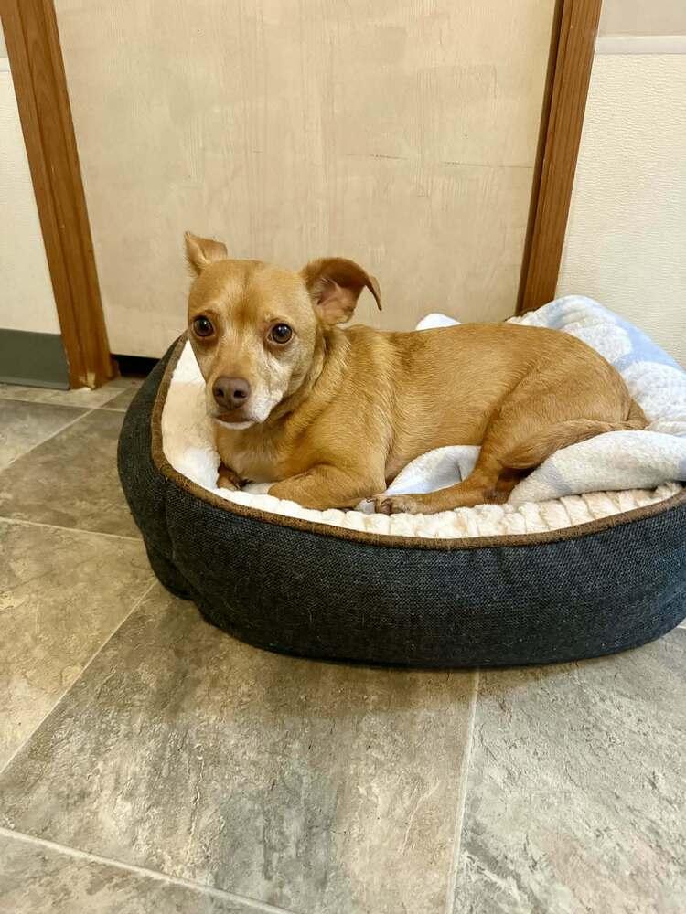Cullen, Adoptable, Adult Male Chihuahua & Dachshund.