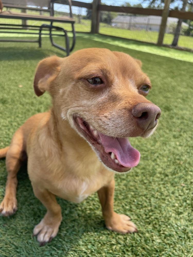 Cullen, a Adoptable mixed breed in Winter Garden, FL image 2/5