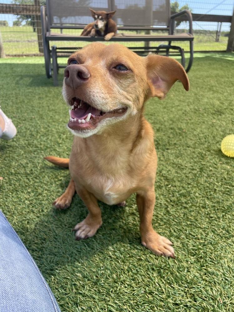 Cullen, a Adoptable mixed breed in Winter Garden, FL image 3/5