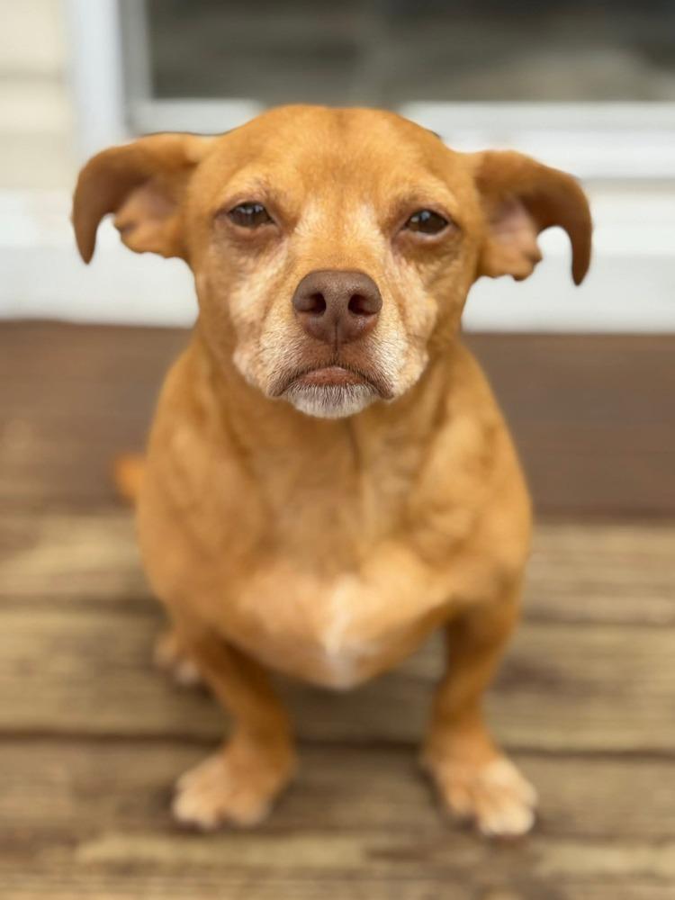 Cullen, a Adoptable mixed breed in Winter Garden, FL image 4/5