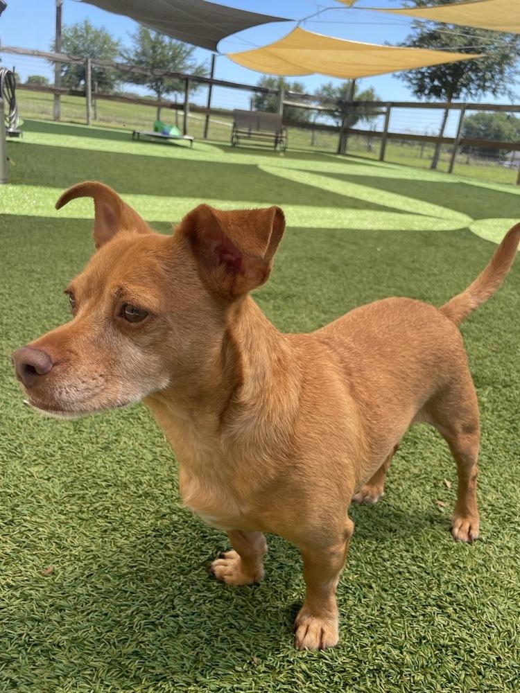 Cullen, a Adoptable mixed breed in Winter Garden, FL image 5/5
