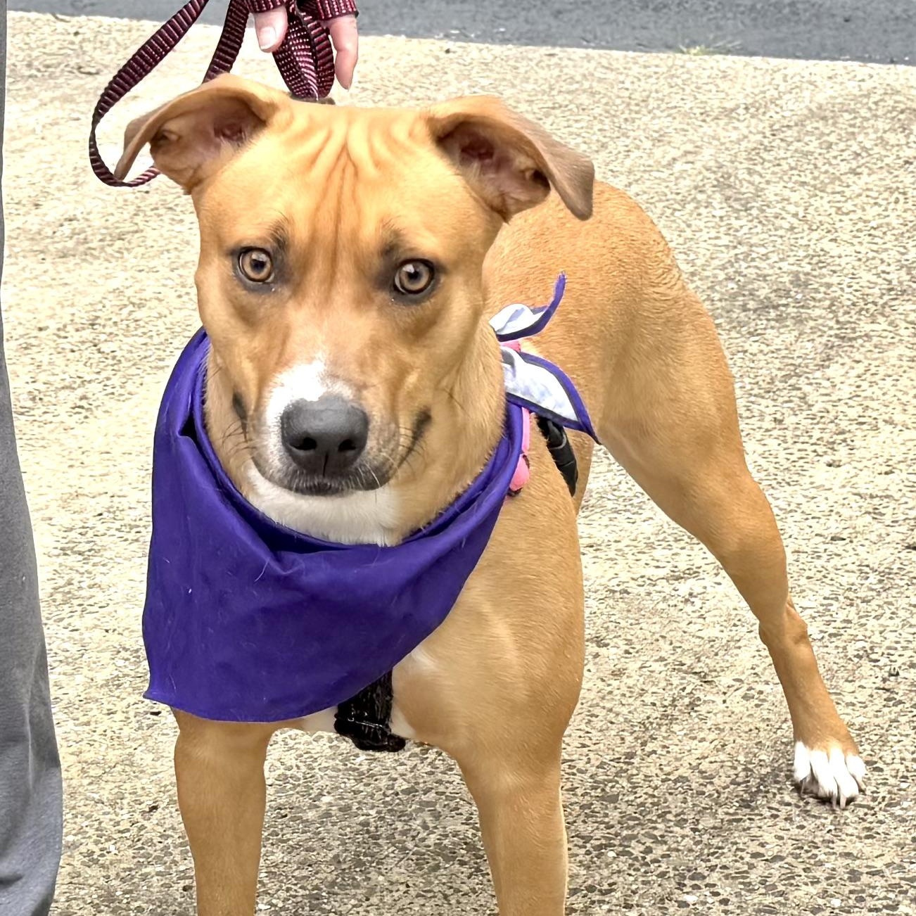 Enlarge Honey -s, a ADOPTABLE mixed breed in Sequatchie, TN image 2/6