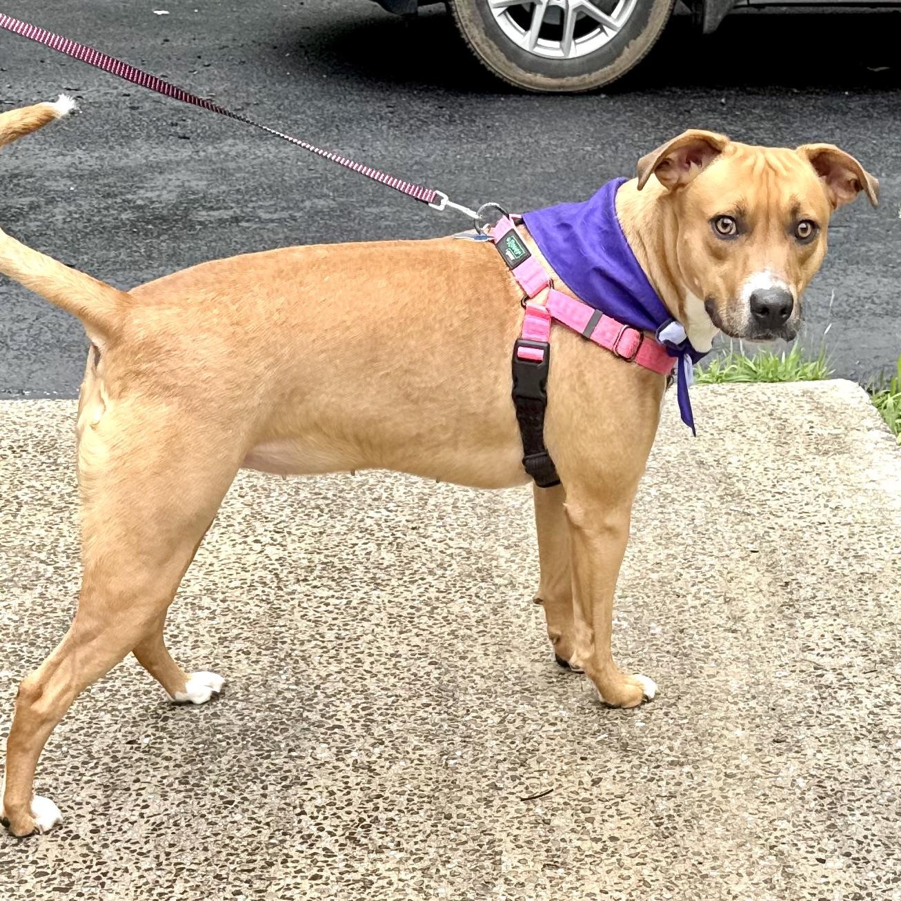 Enlarge Honey -s, a ADOPTABLE mixed breed in Sequatchie, TN image 4/6