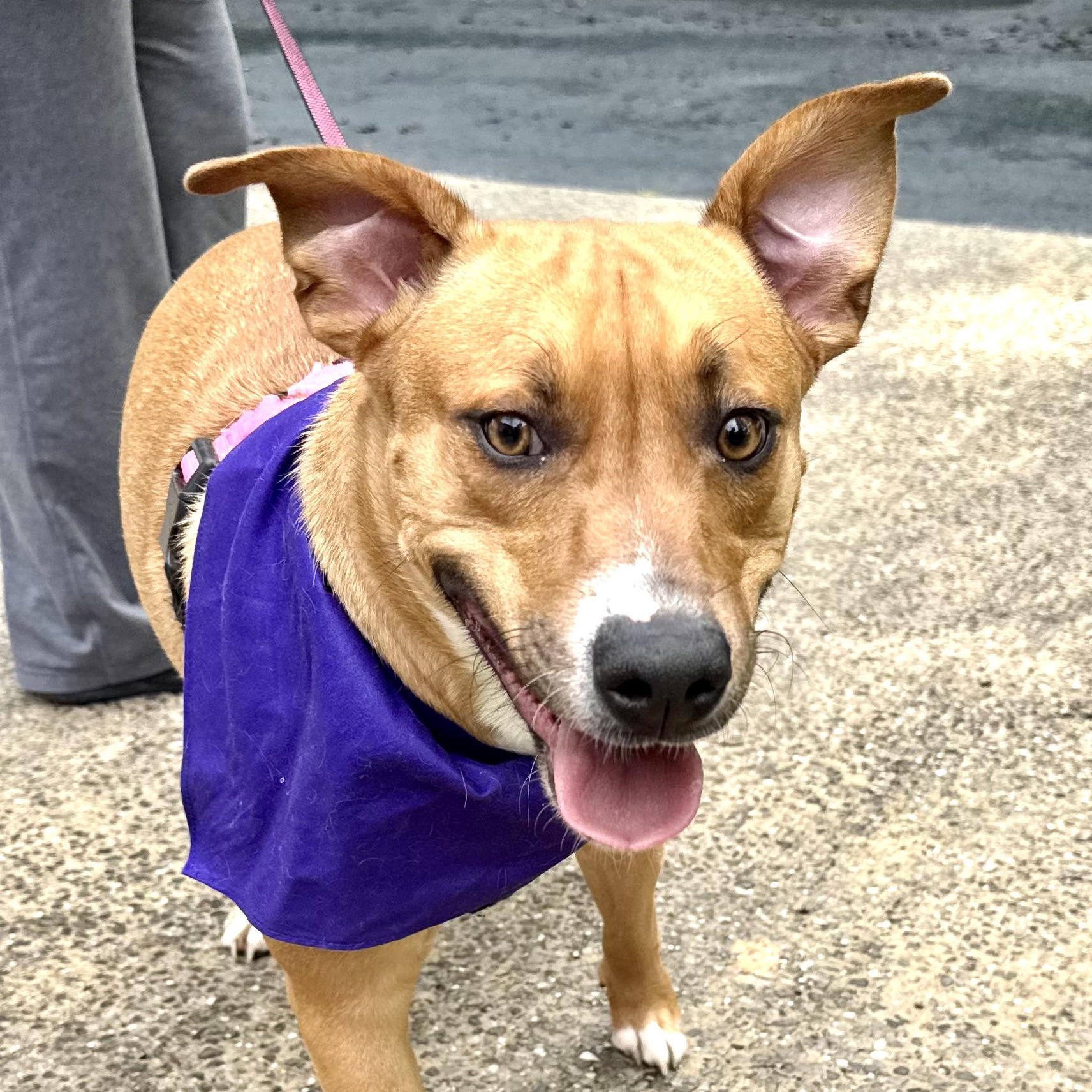 Enlarge Honey -s, a ADOPTABLE mixed breed in Sequatchie, TN image 1/6