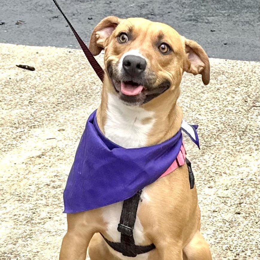 Enlarge Honey -s, a ADOPTABLE mixed breed in Sequatchie, TN image 5/6