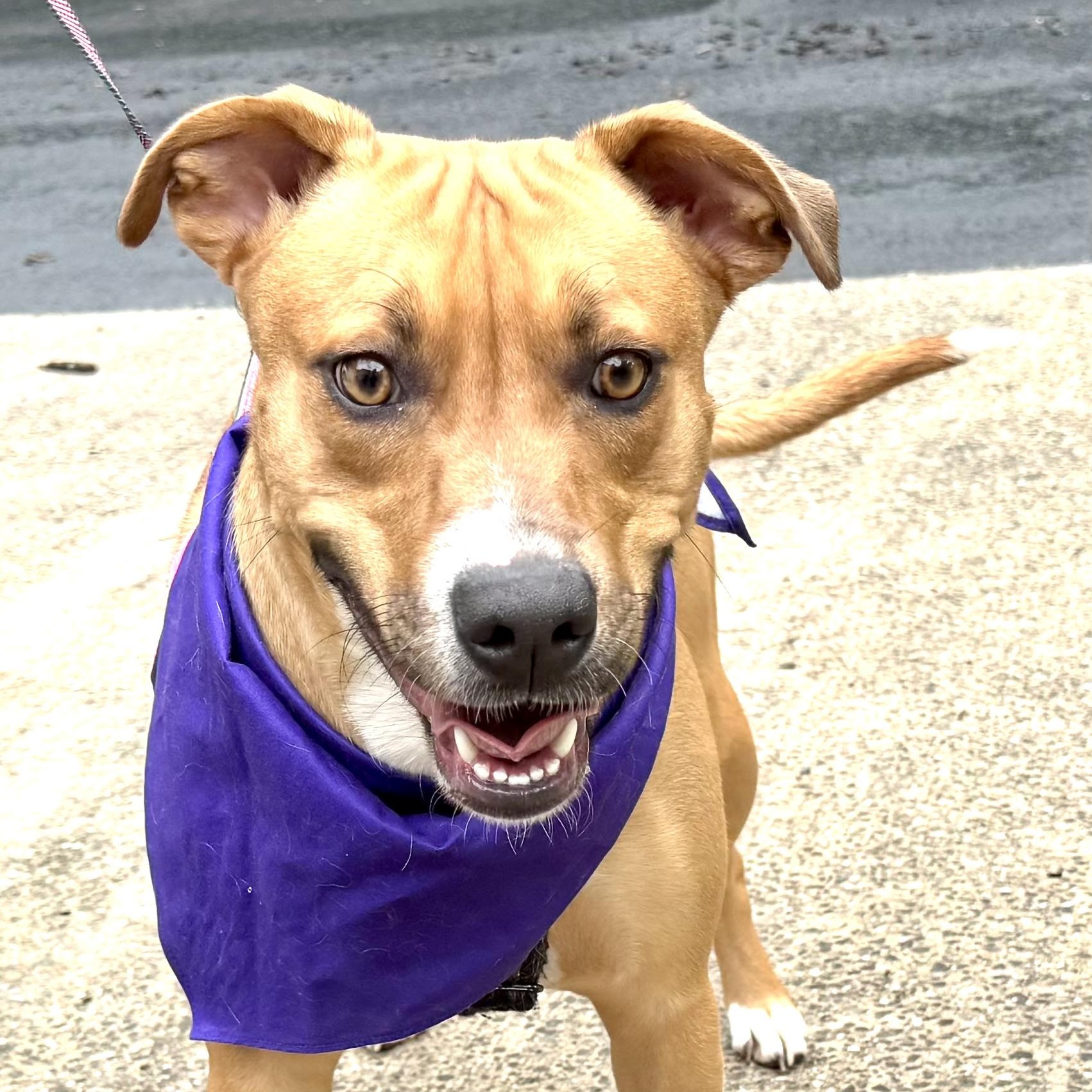 Enlarge Honey -s, a ADOPTABLE mixed breed in Sequatchie, TN image 3/6