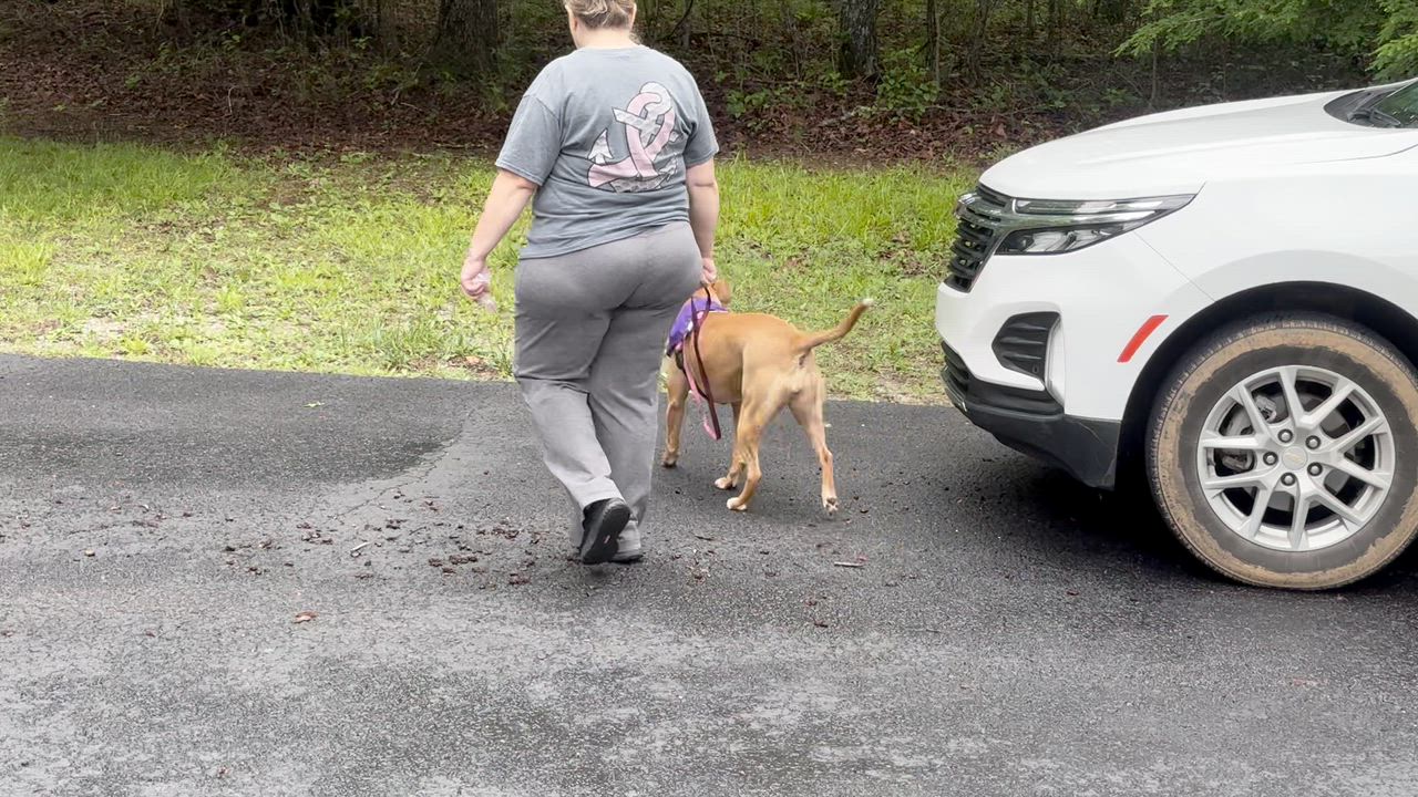 Enlarge Honey -s, a ADOPTABLE mixed breed in Sequatchie, TN video 6/6