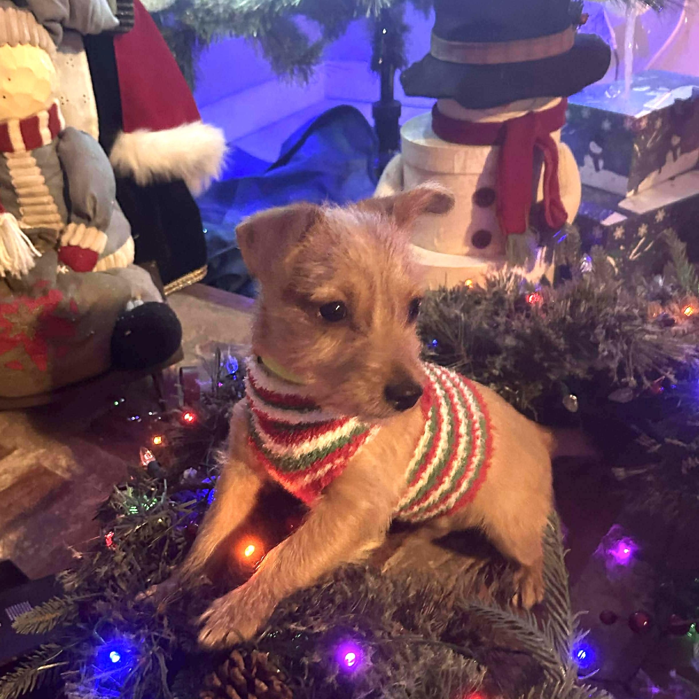 Micro the cutest tiny boy, adopted, Puppy Male Chihuahua.