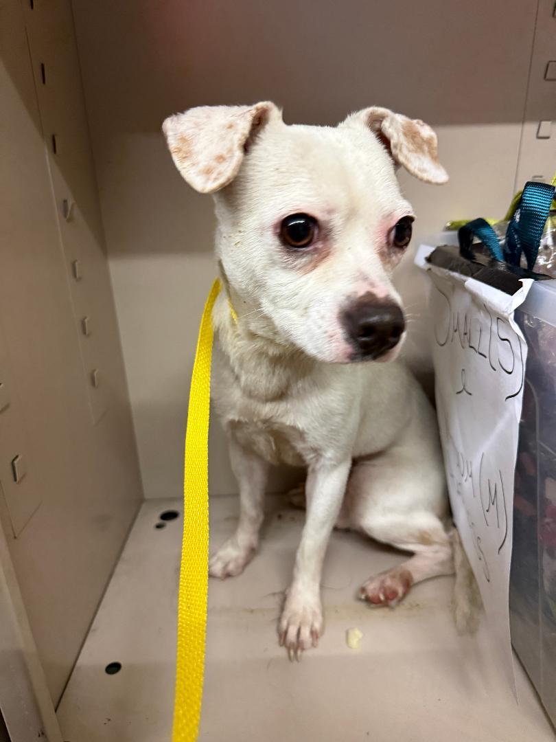 Enlarge Denver, an adoptable mixed breed in Los Angeles, CA image 1/5