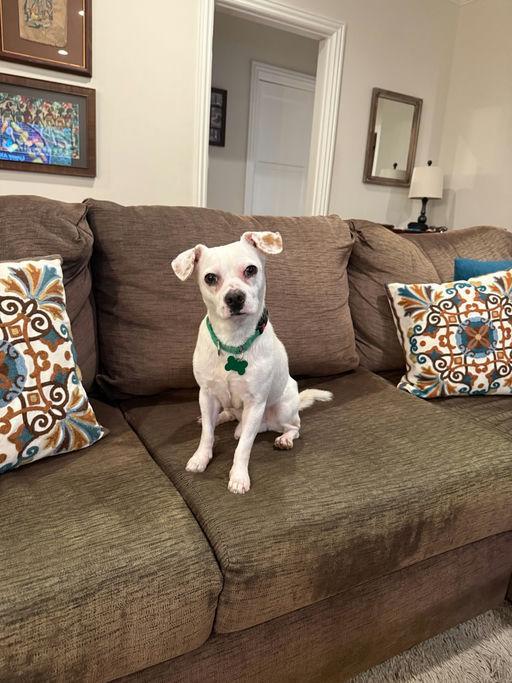 Enlarge Denver, an adoptable mixed breed in Los Angeles, CA image 2/5