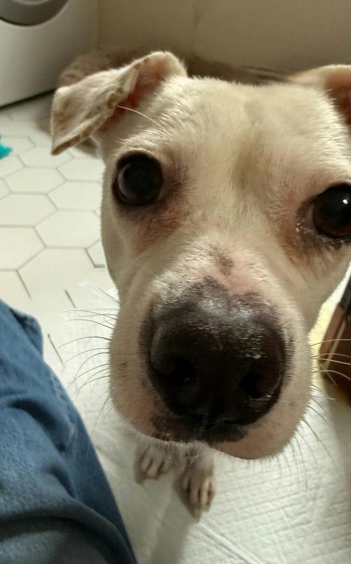 Enlarge Denver, an adoptable mixed breed in Los Angeles, CA image 3/5