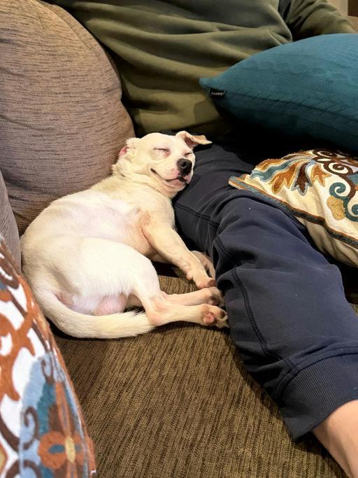 Enlarge Denver, an adoptable mixed breed in Los Angeles, CA image 4/5