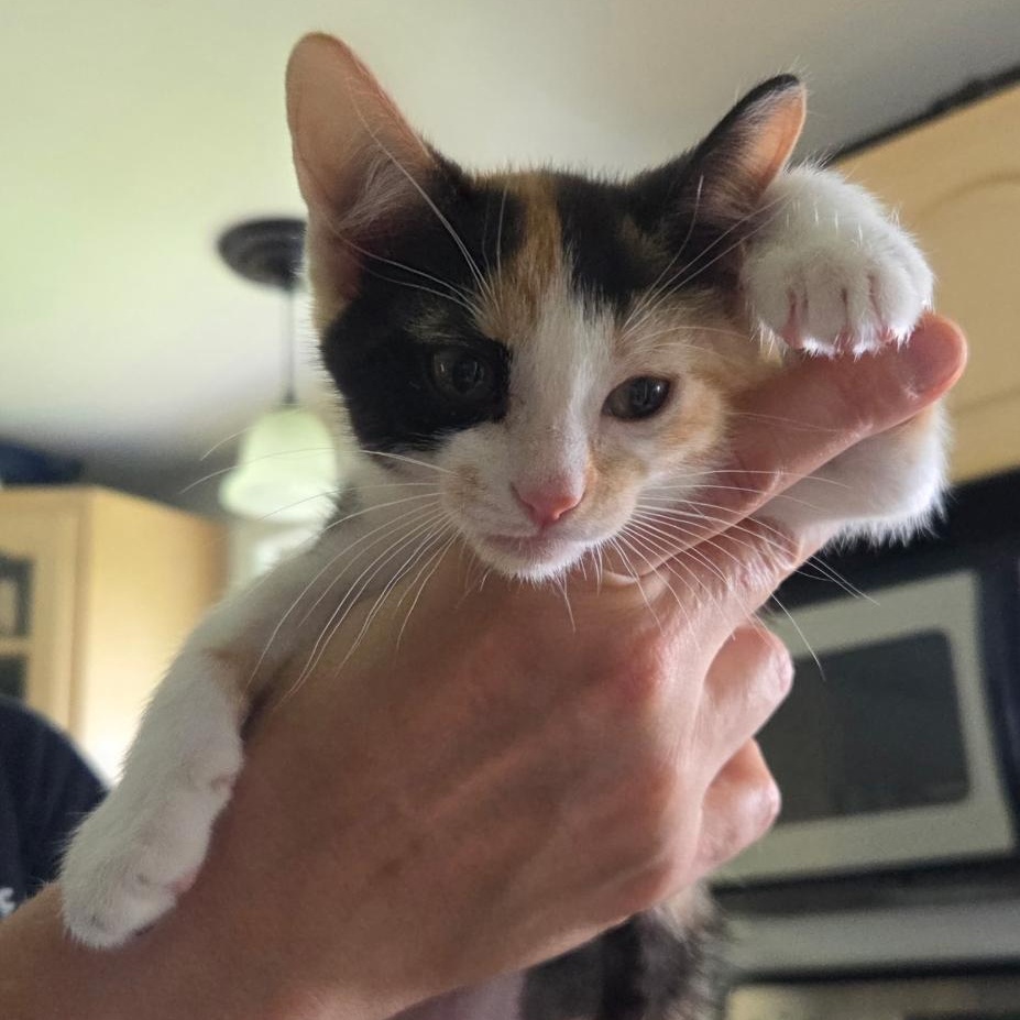 Lucy, a ADOPTABLE Domestic Short Hair in Reisterstown, MD image 2/4