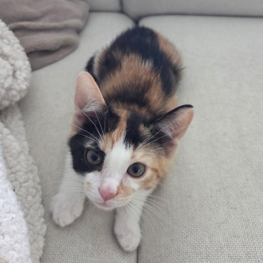 Lucy, a ADOPTABLE Domestic Short Hair in Reisterstown, MD image 1/4