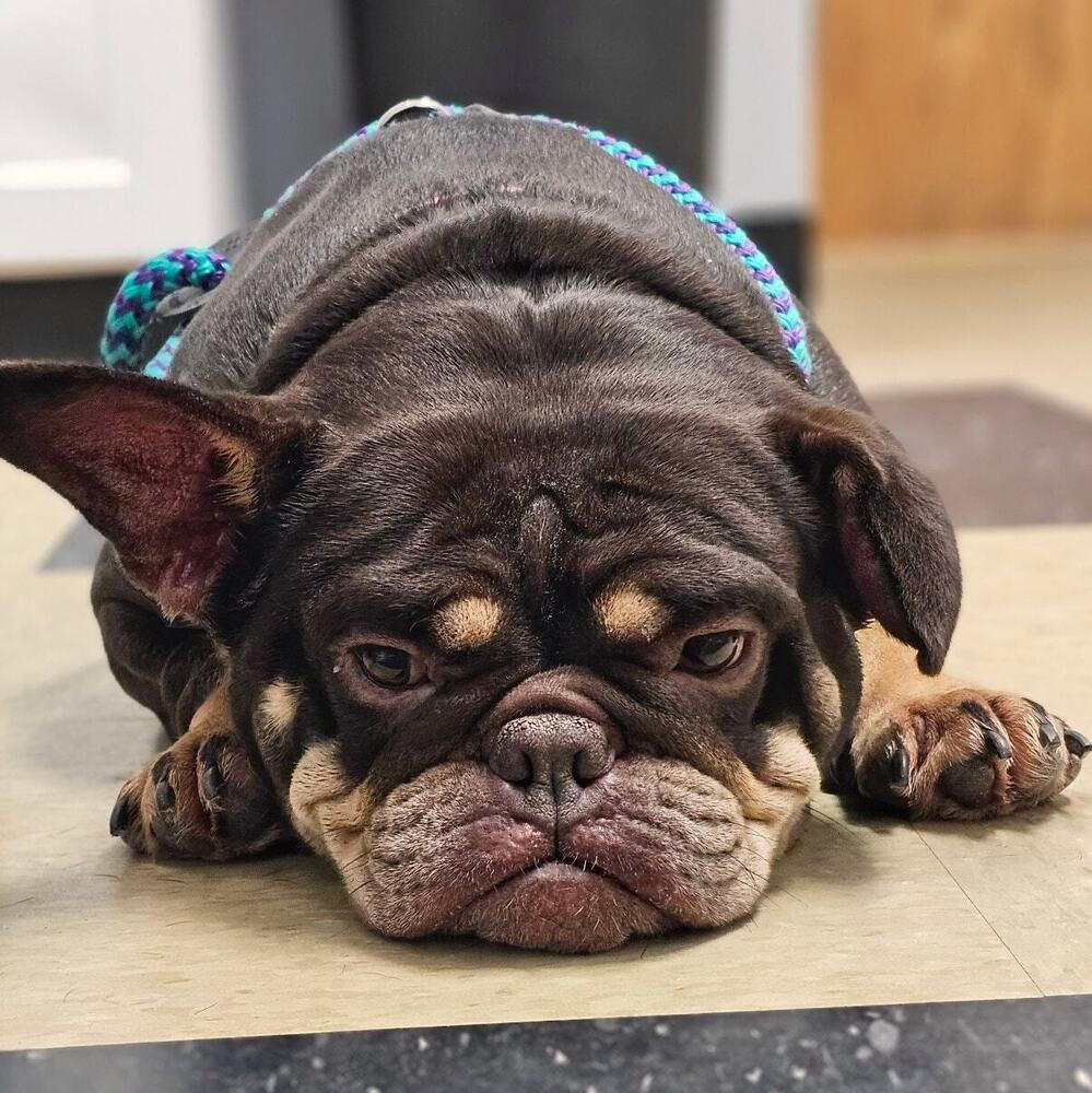 Prudence, Adoptable, Adult Female French Bulldog.