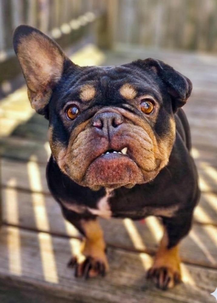 Enlarge Prudence, a Adoptable mixed breed in Saginaw, MI image 2/6