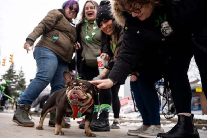 Enlarge Prudence, a Adoptable mixed breed in Saginaw, MI image 3/6