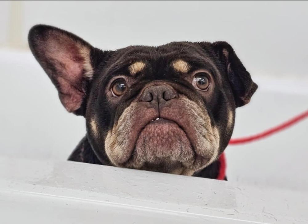 Enlarge Prudence, a Adoptable mixed breed in Saginaw, MI image 4/6