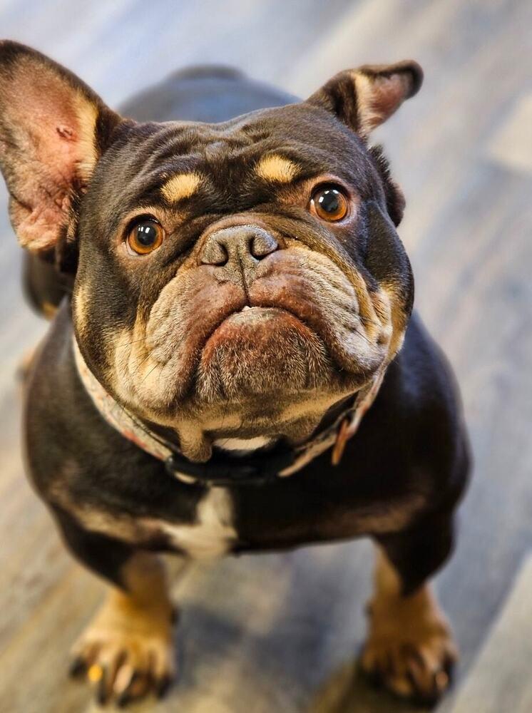 Enlarge Prudence, a Adoptable mixed breed in Saginaw, MI image 5/6