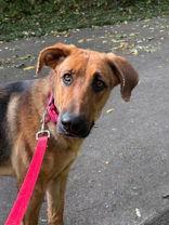Enlarge Pumpkin, a Adoptable German Shepherd Dog in Oskaloosa, IA image 1/3