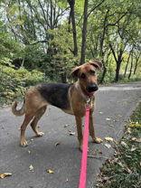 Enlarge Pumpkin, a Adoptable German Shepherd Dog in Oskaloosa, IA image 2/3