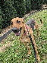 Enlarge Pumpkin, a Adoptable German Shepherd Dog in Oskaloosa, IA image 3/3