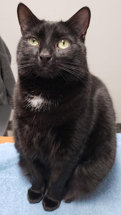 Solo, Adoptable, Adult Female Domestic Short Hair & Domestic Short Hair.