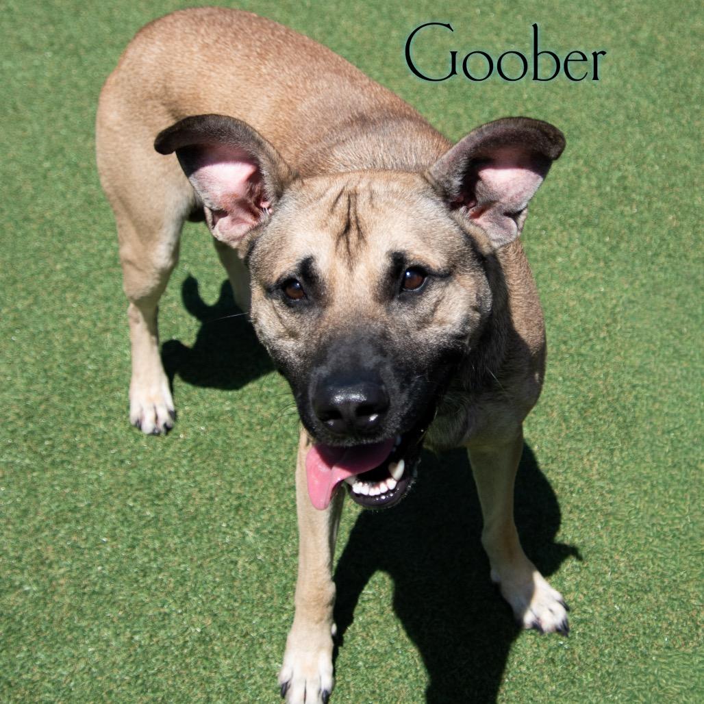 Goober, Adoptable, Adult Male Mixed Breed.