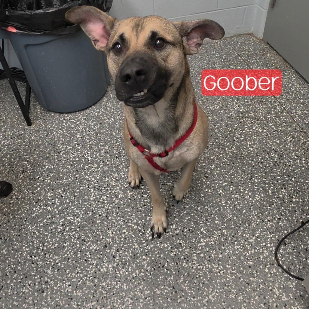 Enlarge Goober, a Adoptable Mixed Breed in Parkersburg, WV image 2/3
