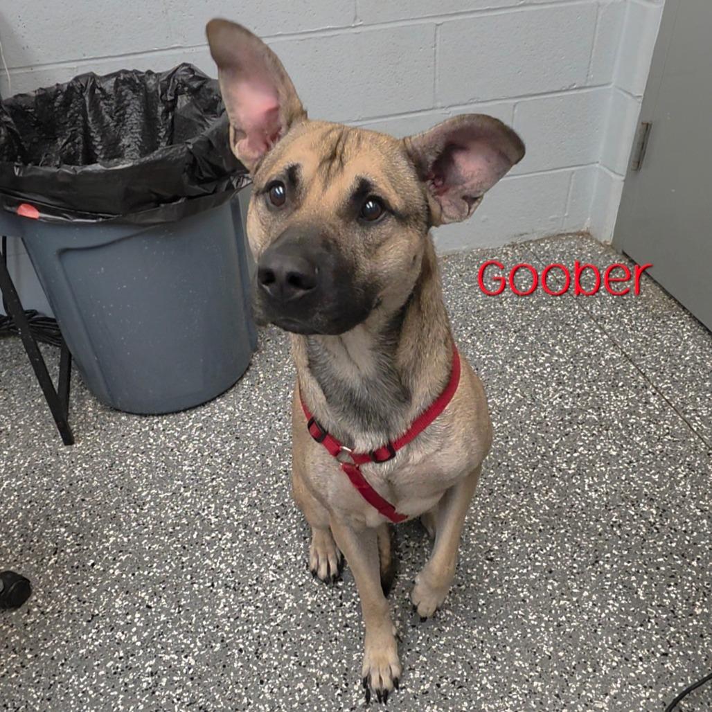 Enlarge Goober, a Adoptable Mixed Breed in Parkersburg, WV image 3/3