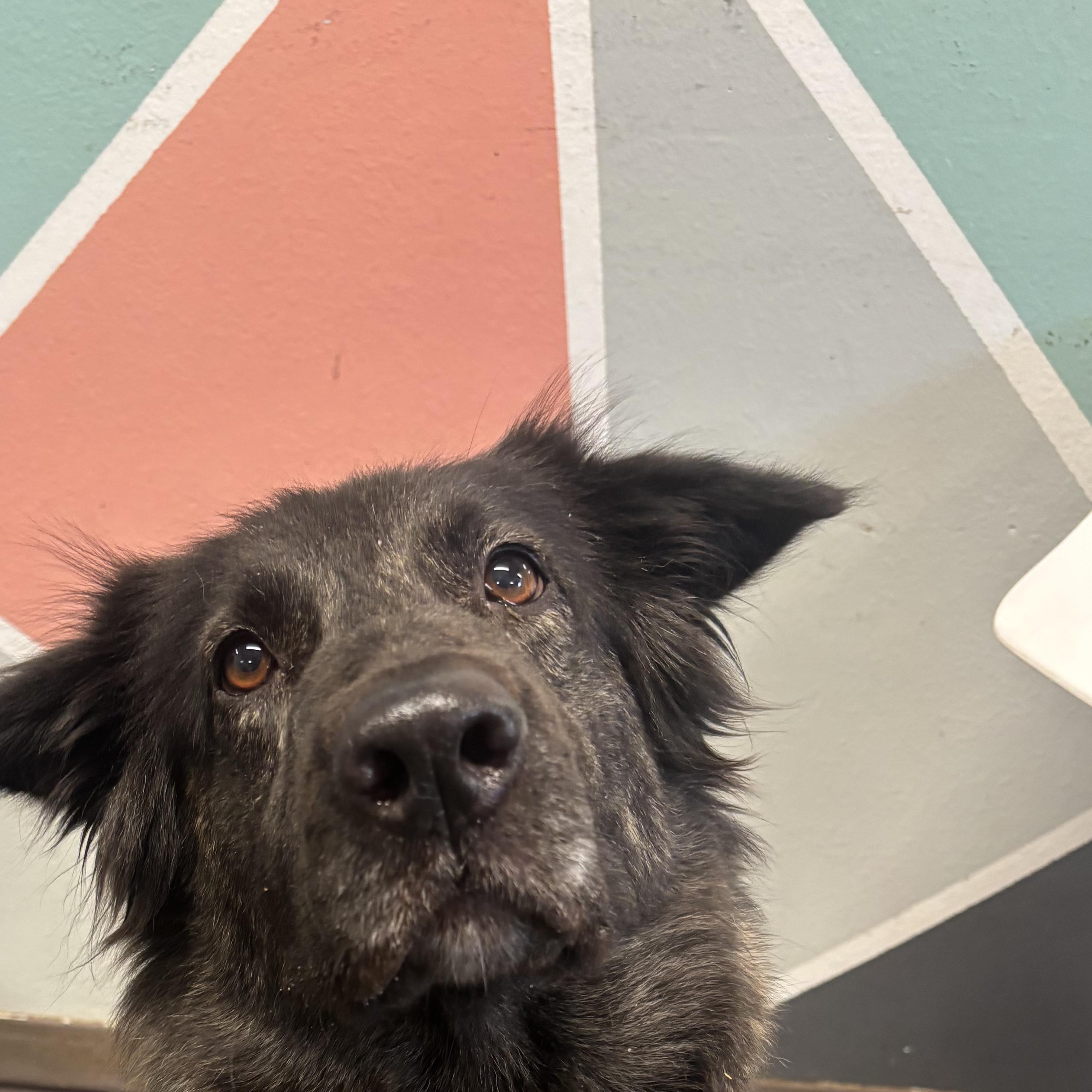 Enlarge Shiba, a Adopted Dutch Shepherd in The Dalles, OR image 2/3
