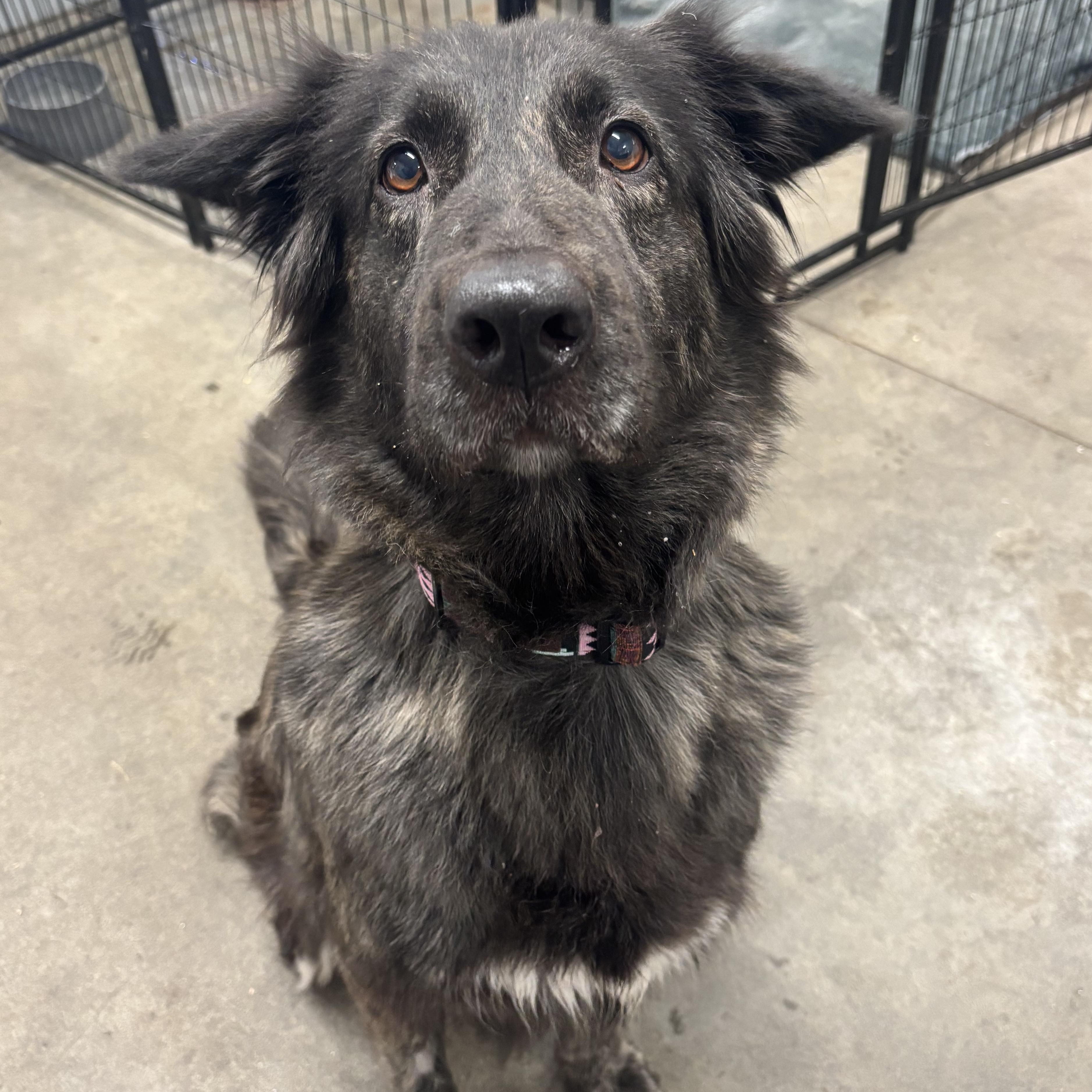 Enlarge Shiba, a Adopted Dutch Shepherd in The Dalles, OR image 1/3