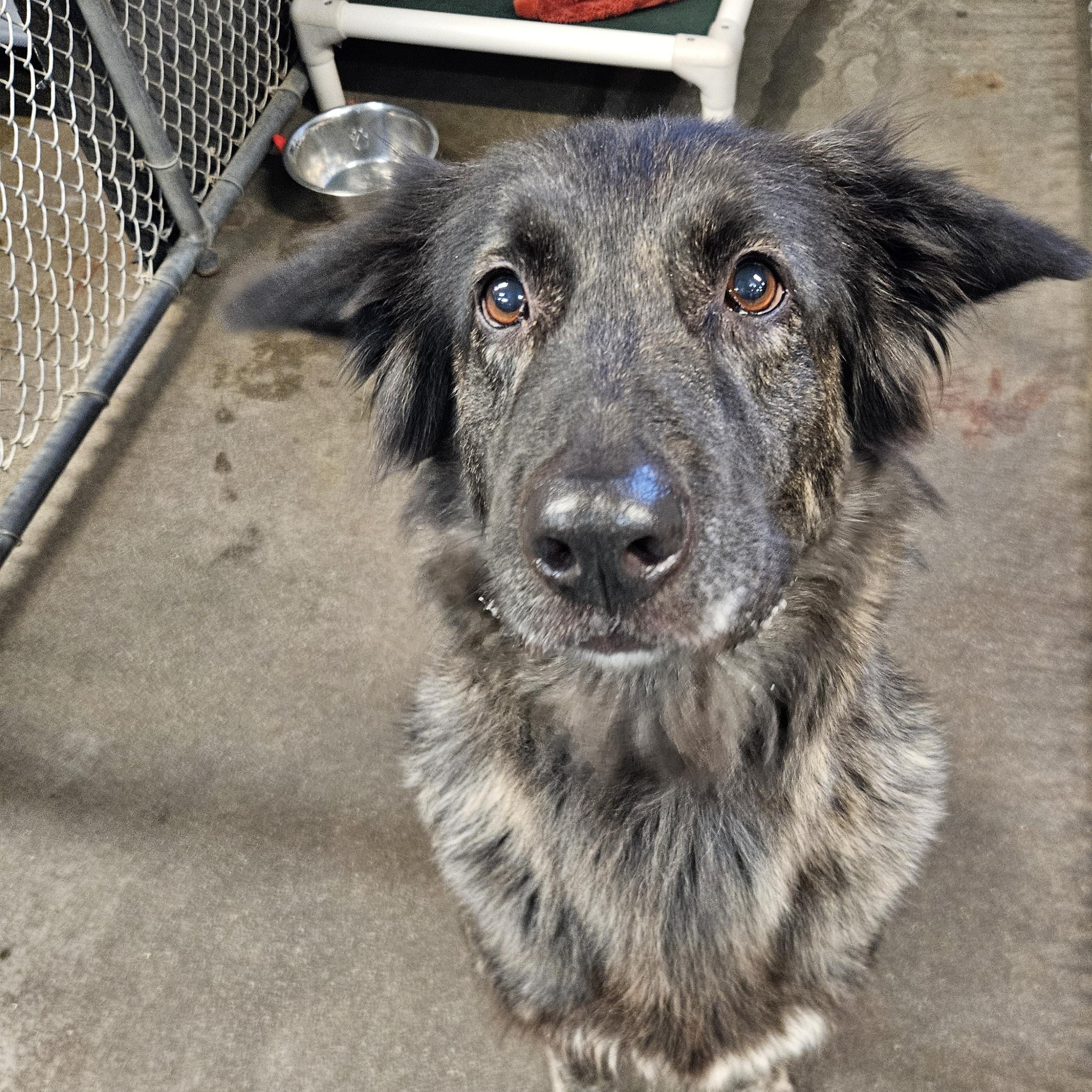 Enlarge Shiba, a Adopted Dutch Shepherd in The Dalles, OR image 3/3