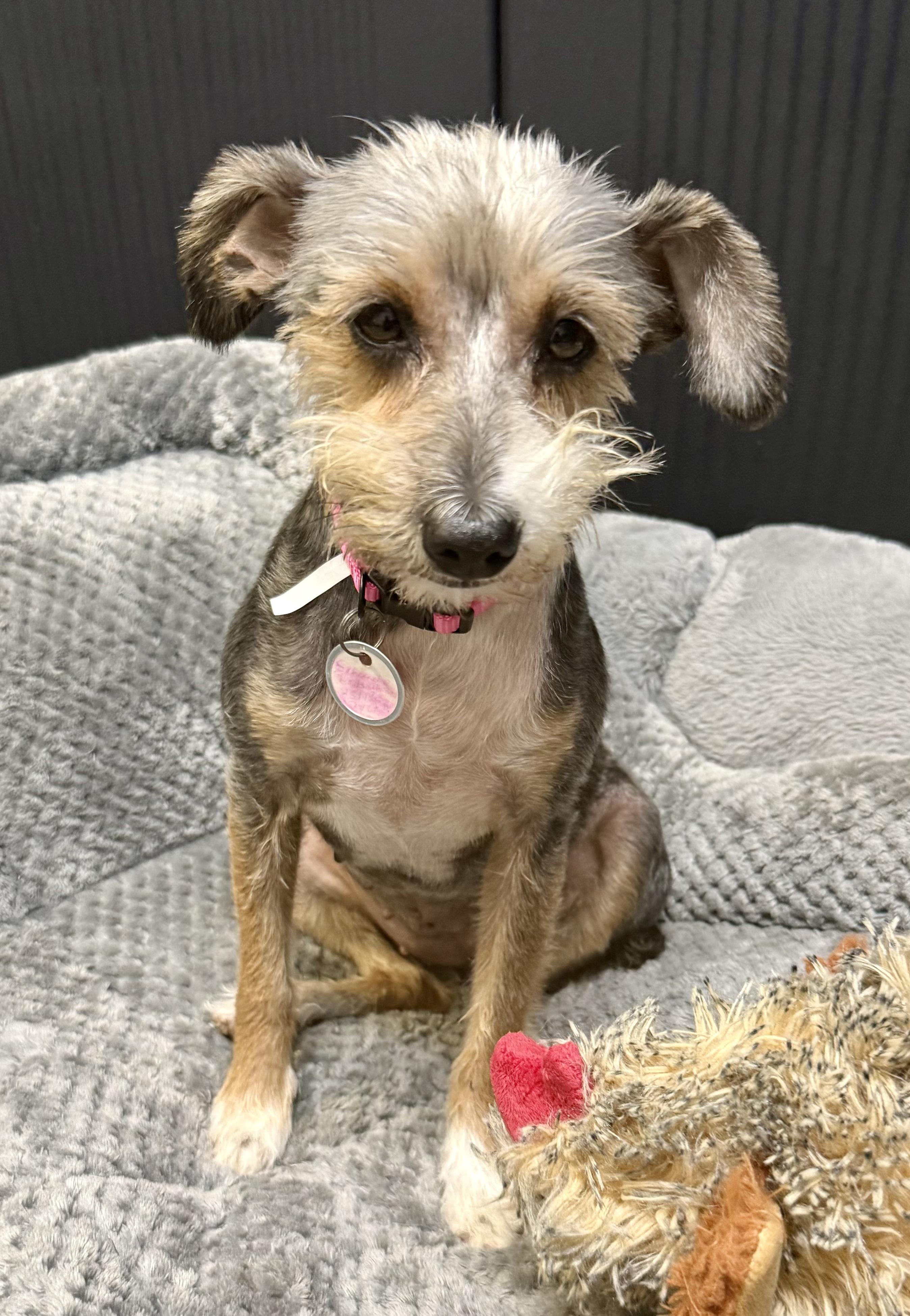 Enlarge Hypoallergenic Female Yorkshire Terrier Meg, a ADOPTABLE Yorkshire Terrier in Boca Raton, FL image 3/6
