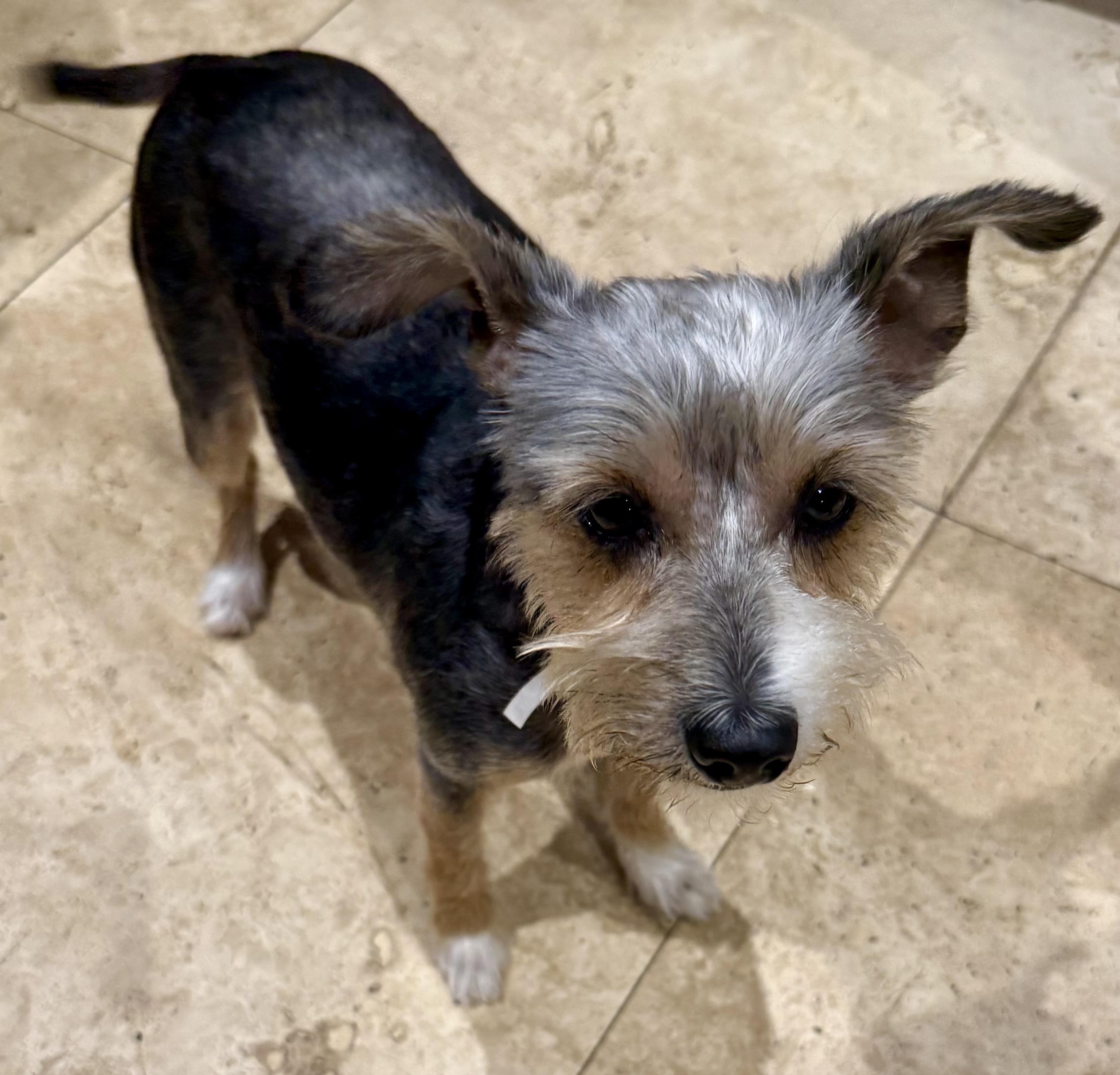 Hypoallergenic Female Yorkshire Terrier Meg, ADOPTABLE, Young Female Yorkshire Terrier.
