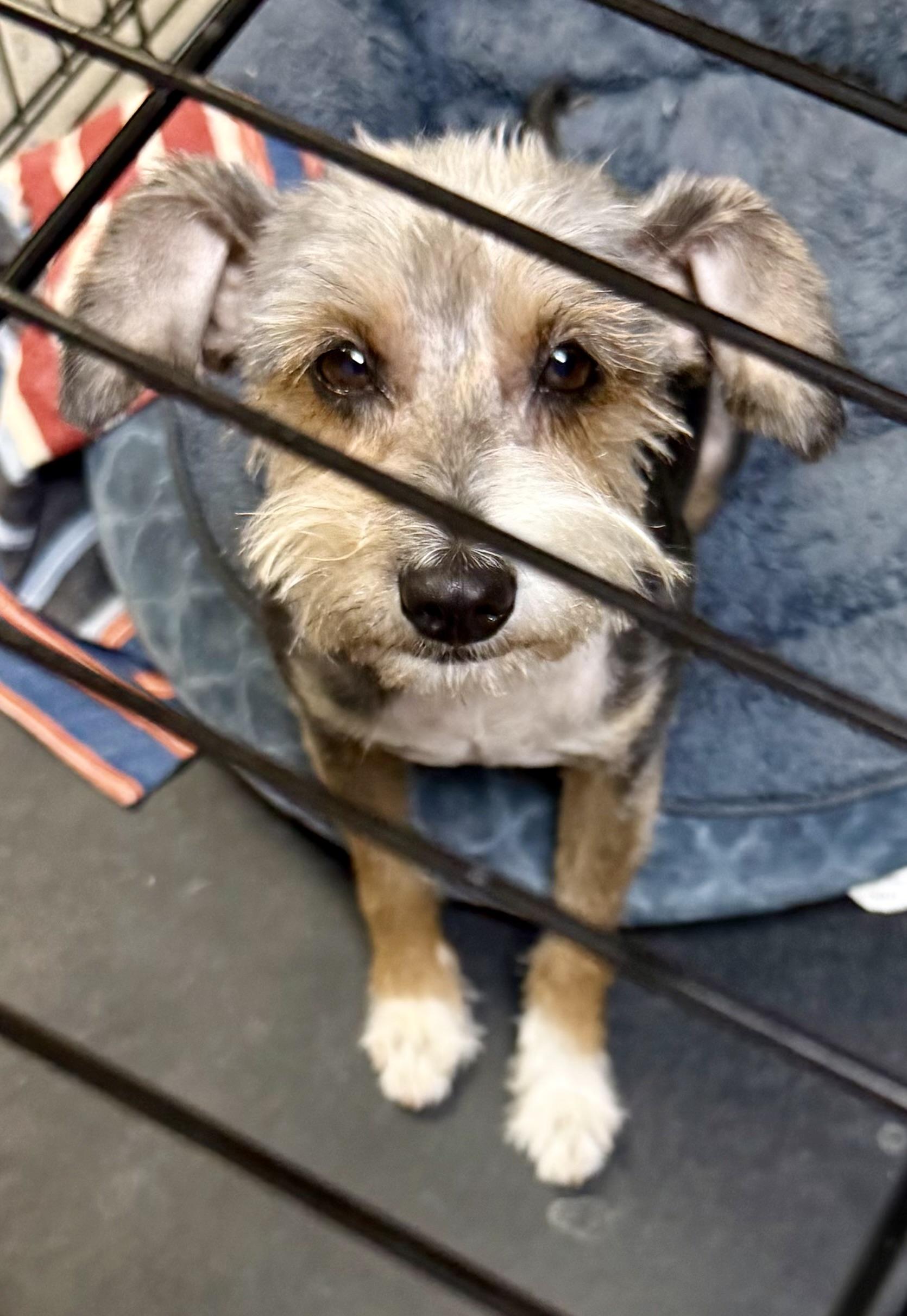 Enlarge Hypoallergenic Female Yorkshire Terrier Meg, a ADOPTABLE Yorkshire Terrier in Boca Raton, FL image 2/6