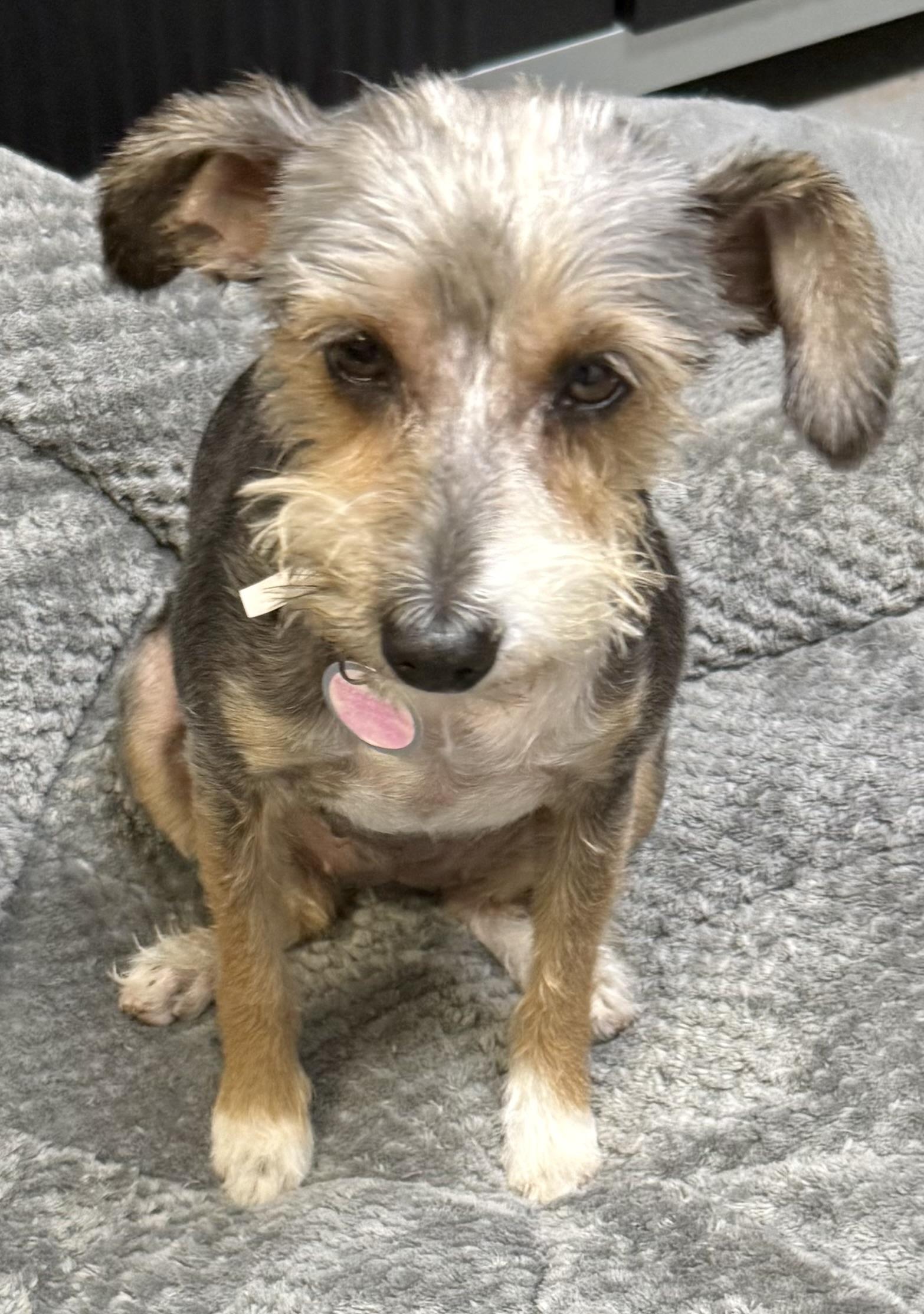 Enlarge Hypoallergenic Female Yorkshire Terrier Meg, a ADOPTABLE Yorkshire Terrier in Boca Raton, FL image 1/6