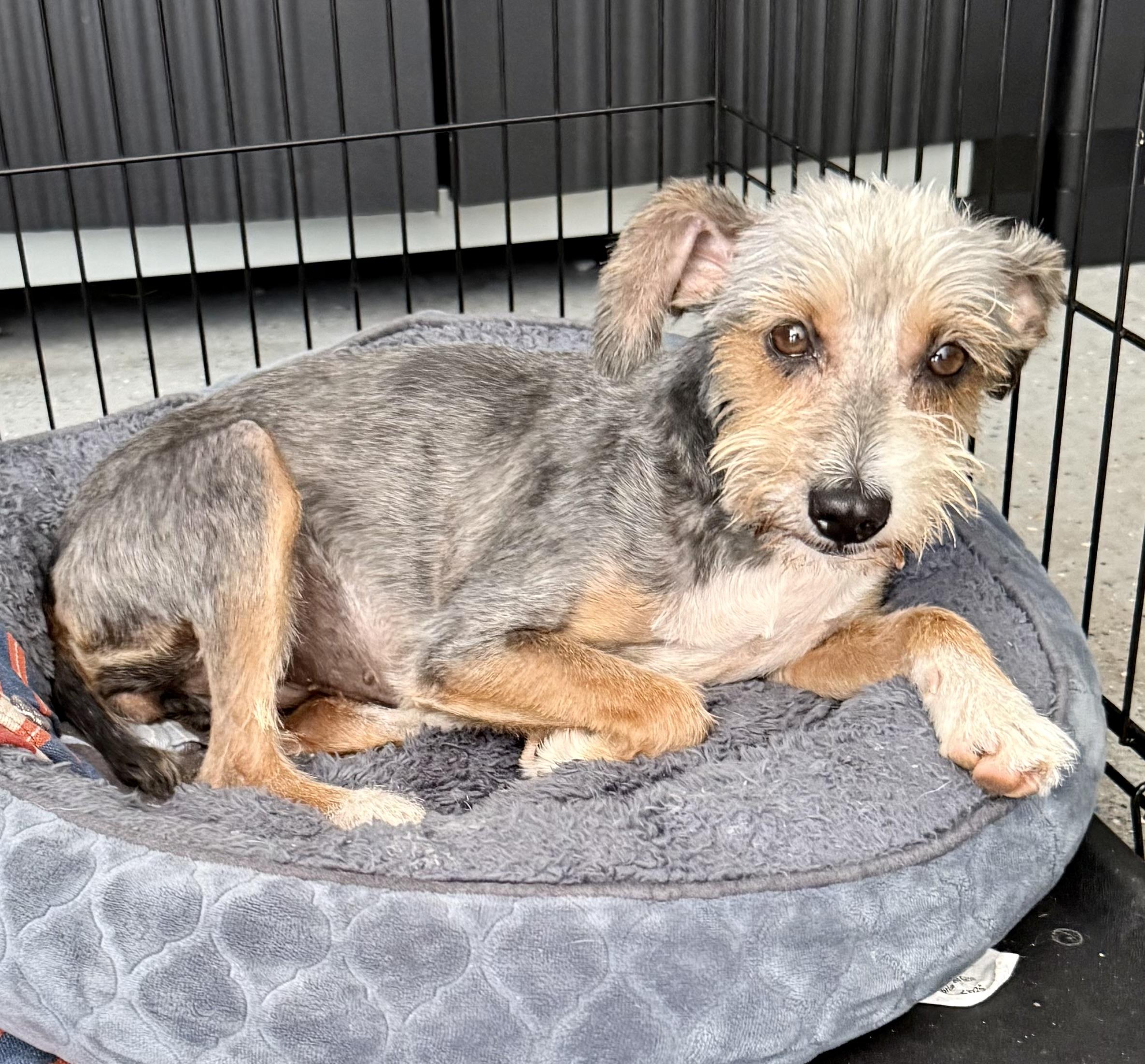 Enlarge Hypoallergenic Female Yorkshire Terrier Meg, a ADOPTABLE Yorkshire Terrier in Boca Raton, FL image 4/6