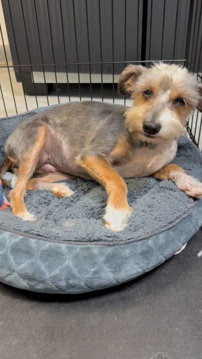 Enlarge Hypoallergenic Female Yorkshire Terrier Meg, a ADOPTABLE Yorkshire Terrier in Boca Raton, FL video 6/6