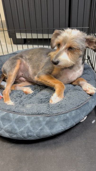 Enlarge Hypoallergenic Female Yorkshire Terrier Meg, a ADOPTABLE Yorkshire Terrier in Boca Raton, FL video 5/6