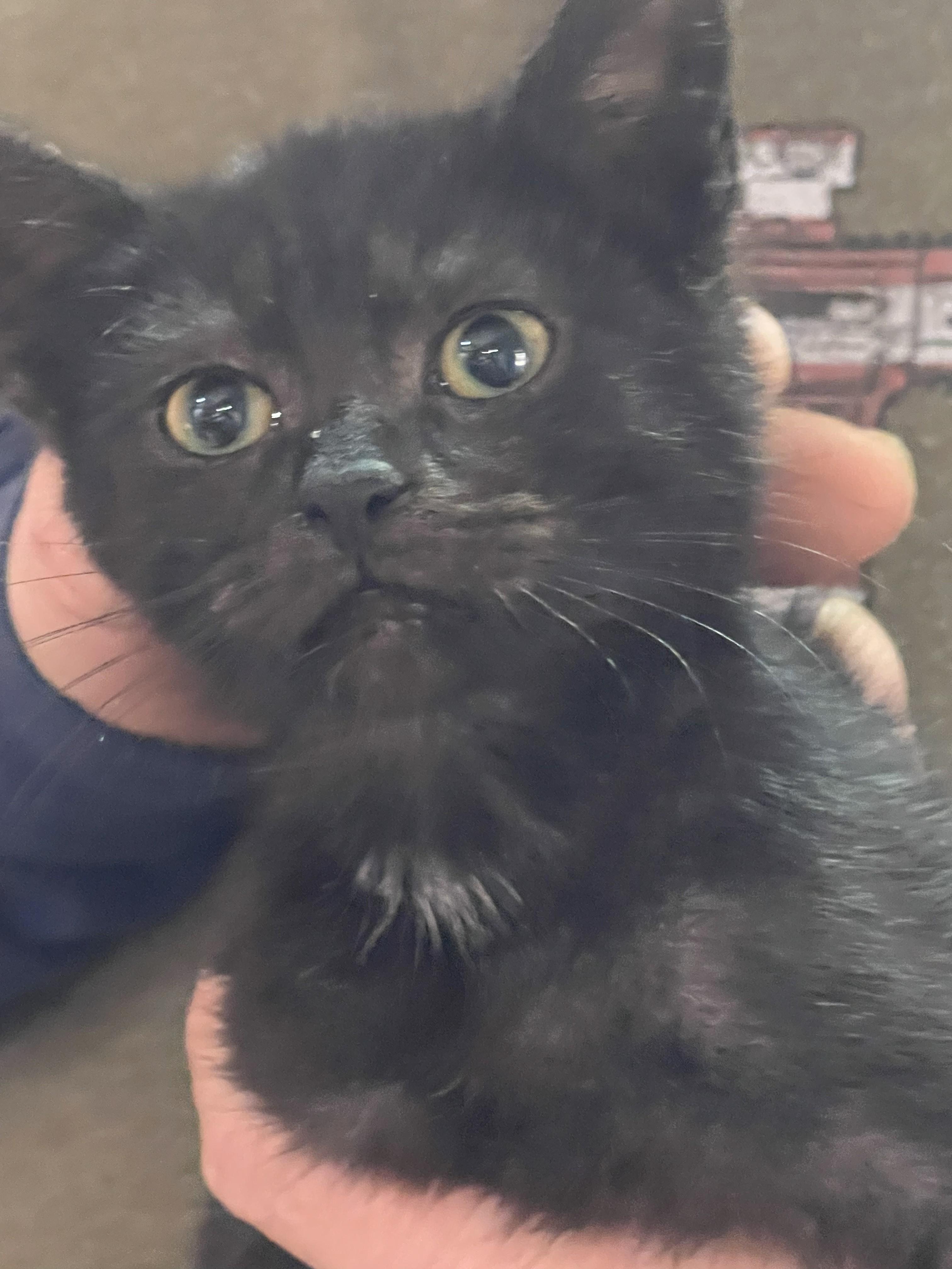 Enlarge Marvin, an adopted Domestic Short Hair in Great Mills, MD image 1/1